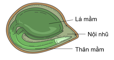 cấu tạo hạt có nội nhũ